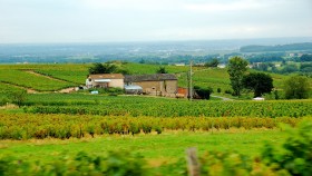 Beaujolais Vineyards
