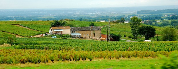 Beaujolais Vineyards